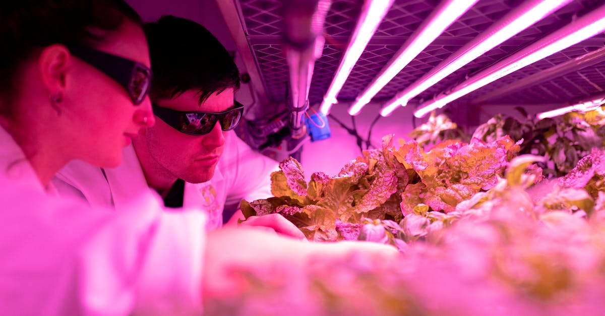 韩免铁塔猫济州岛（限定）：北京炒股开户平台